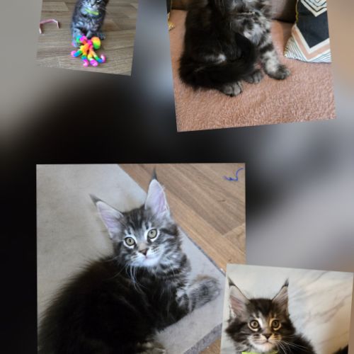 Chatons maine coon non loof #3