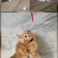 Chatons maine coon non loof