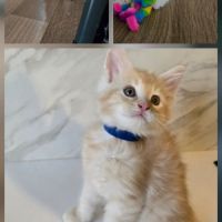 Chatons maine coon non loof #2