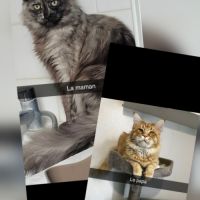 Chatons maine coon non loof #4