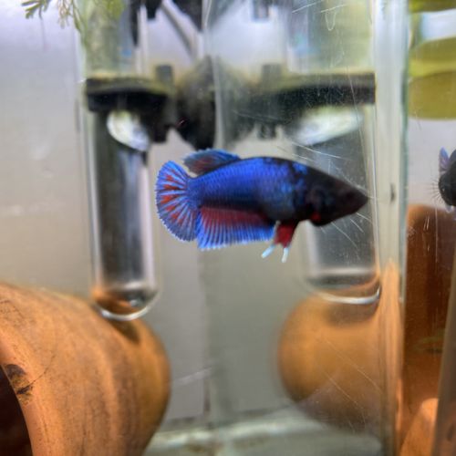 Betta mâle #2