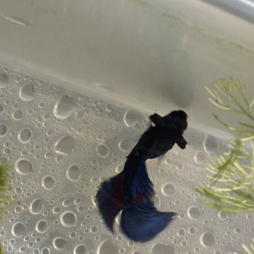 Betta mâle