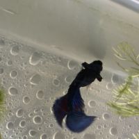Betta mâle #0