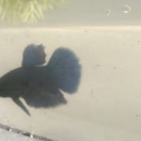 Betta mâle #4