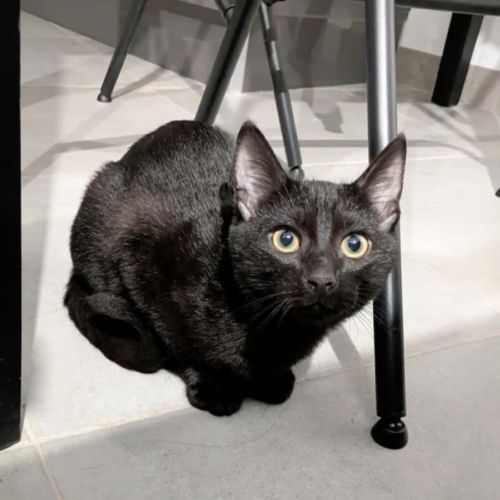 Baghera, adorable chaton à l'adoption