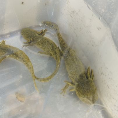 Axolotls juvéniles #2