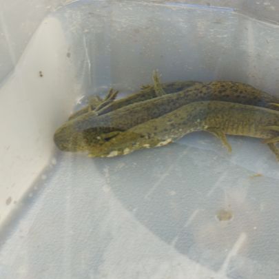 Axolotls juvéniles #3