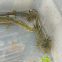 Axolotls juvéniles