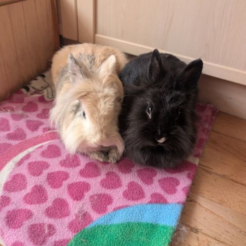 Couple de lapins nains bélier #2