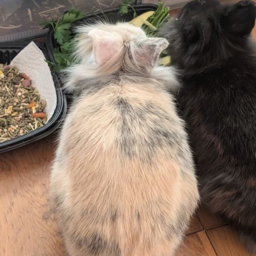 Couple de lapins nains bélier #4