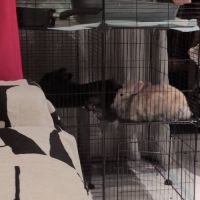 Couple de lapins nains bélier #1