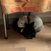 Couple de lapins nains bélier #0
