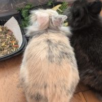 Couple de lapins nains bélier #4