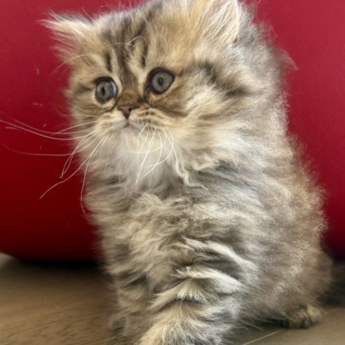 Chatons persans loof brown tabby #2