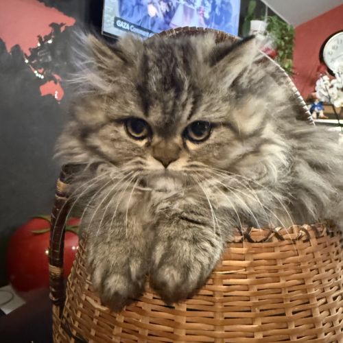 Chatons persans loof brown tabby #4