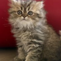Chatons persans loof brown tabby #0