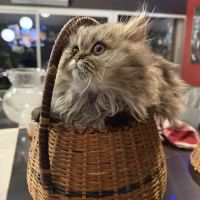 Chatons persans loof brown tabby #3