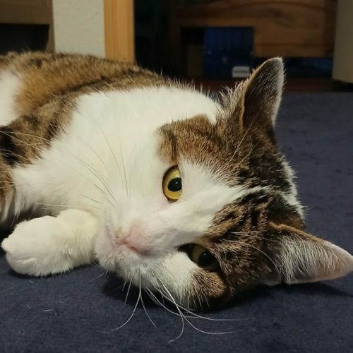 Ninou-adorable minette #2