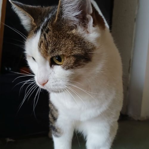 Ninou-adorable minette