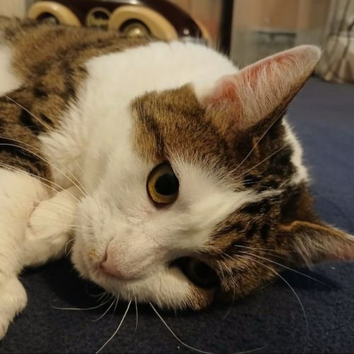 Ninou-adorable minette #4