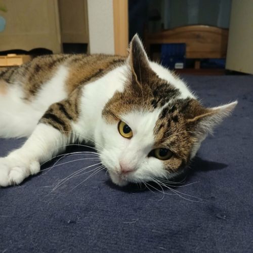 Adorable minette-ninou #1