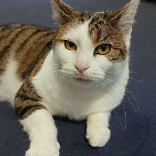 Adorable minette-ninou #6