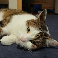 Adorable minette-ninou