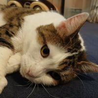 Adorable minette-ninou #4