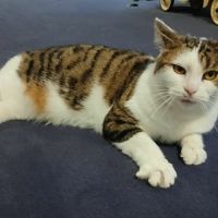 Adorable minette-ninou #5