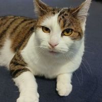 Adorable minette-ninou #6