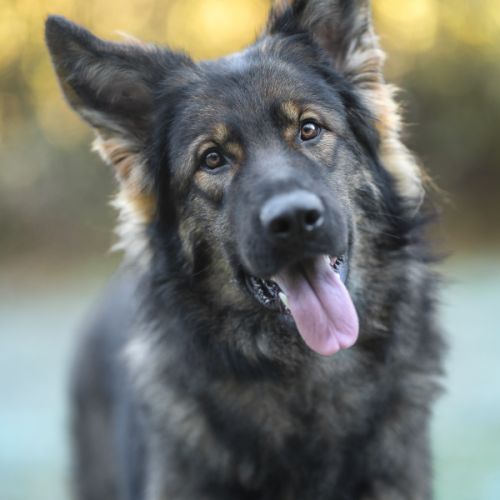 Chiots bergers allemands à réserver #2