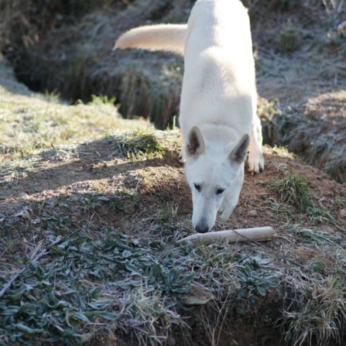 Chiots bergers allemands à réserver #3