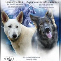 Chiots bergers allemands à réserver #0