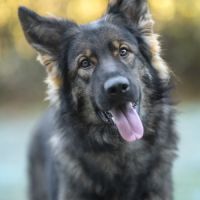 Chiots bergers allemands à réserver #2