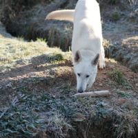 Chiots bergers allemands à réserver #3