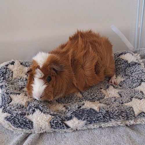 Deux cochons dindes males #3