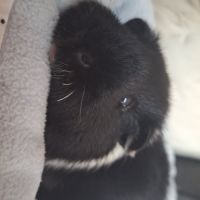 Deux cochons dindes males #0