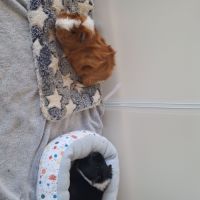 Deux cochons dindes males #2