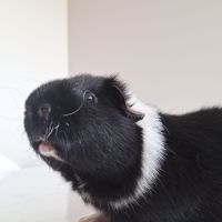 Deux cochons dindes males #4