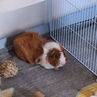 Deux cochons dindes males #5