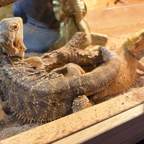 Pogona vitticeps #2
