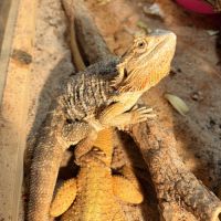 Pogona vitticeps #0
