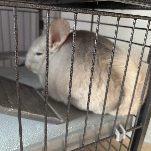 Chinchilla mâle #1