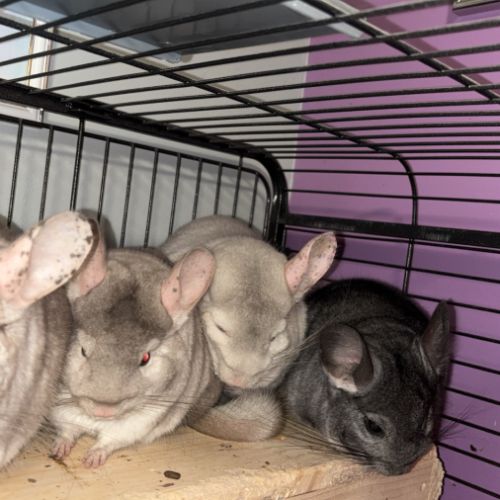 Chinchilla mâle