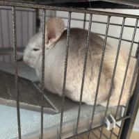 Chinchilla mâle #1