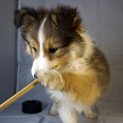 Absol, petit rayon de soleil à croquer ! #5