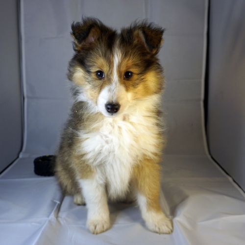 Absol, petit rayon de soleil à croquer !