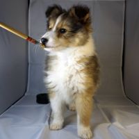 Absol, petit rayon de soleil à croquer ! #3