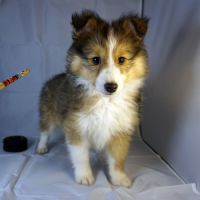 Absol, petit rayon de soleil à croquer ! #4