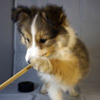 Absol, petit rayon de soleil à croquer ! #5